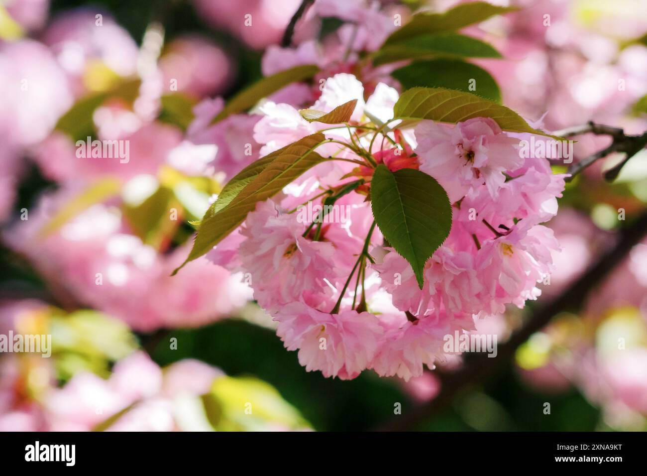 lush blossom of sakura tree. pink flowering branches. warm april weather. spring relaxing serenity Stock Photo