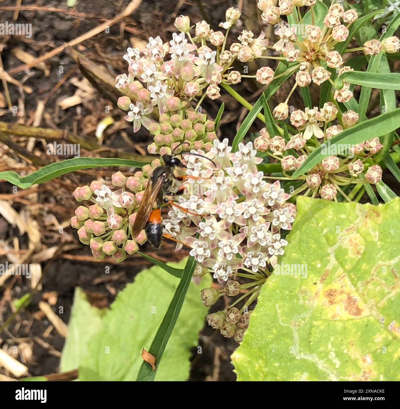 Great Golden Digger Wasp (Sphex ichneumoneus) Insecta Stock Photo - Alamy