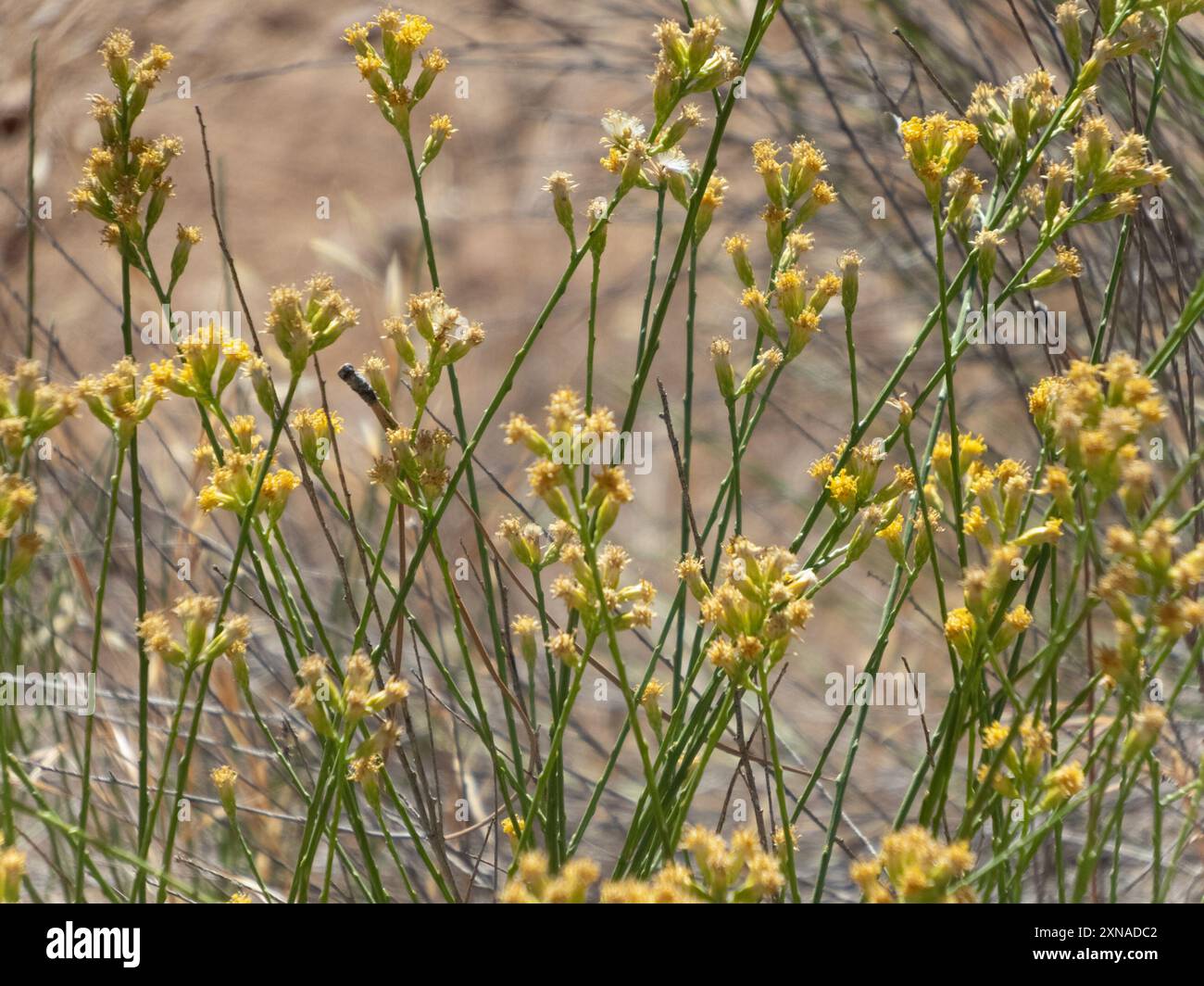 California Broomsage (Lepidospartum squamatum) Plantae Stock Photo - Alamy
