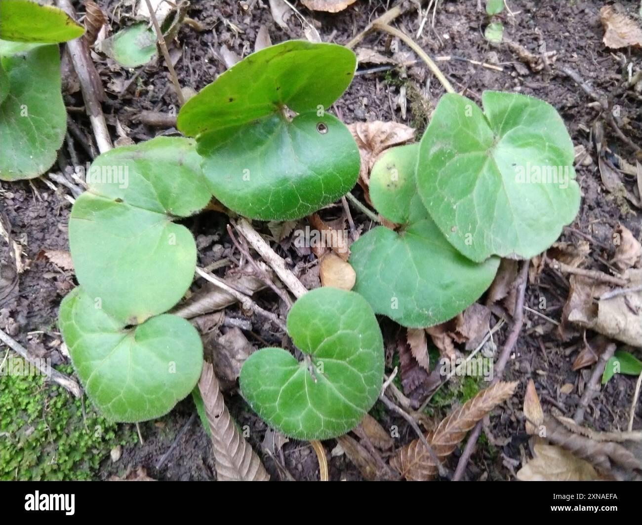Asarabacca (Asarum europaeum) Plantae Stock Photo - Alamy