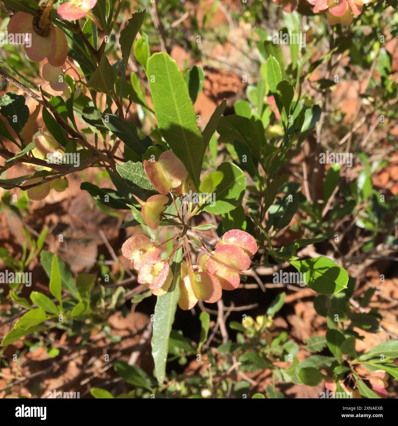 Akeake (Dodonaea viscosa) Plantae Stock Photo - Alamy