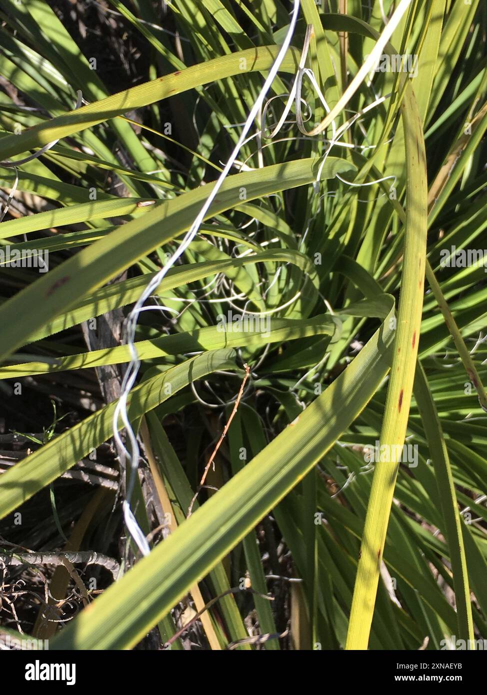 Foothill Beargrass (Nolina erumpens) Plantae Stock Photo - Alamy