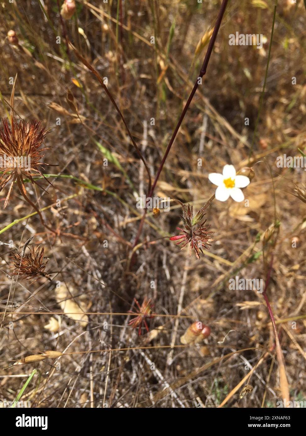 variable linanthus (Leptosiphon parviflorus) Plantae Stock Photo - Alamy