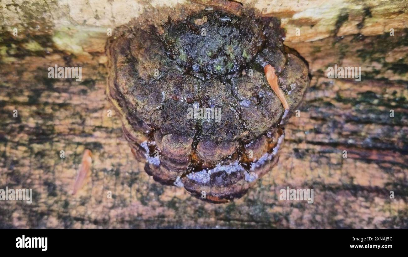 artist's bracket (Ganoderma applanatum) Fungi Stock Photo - Alamy