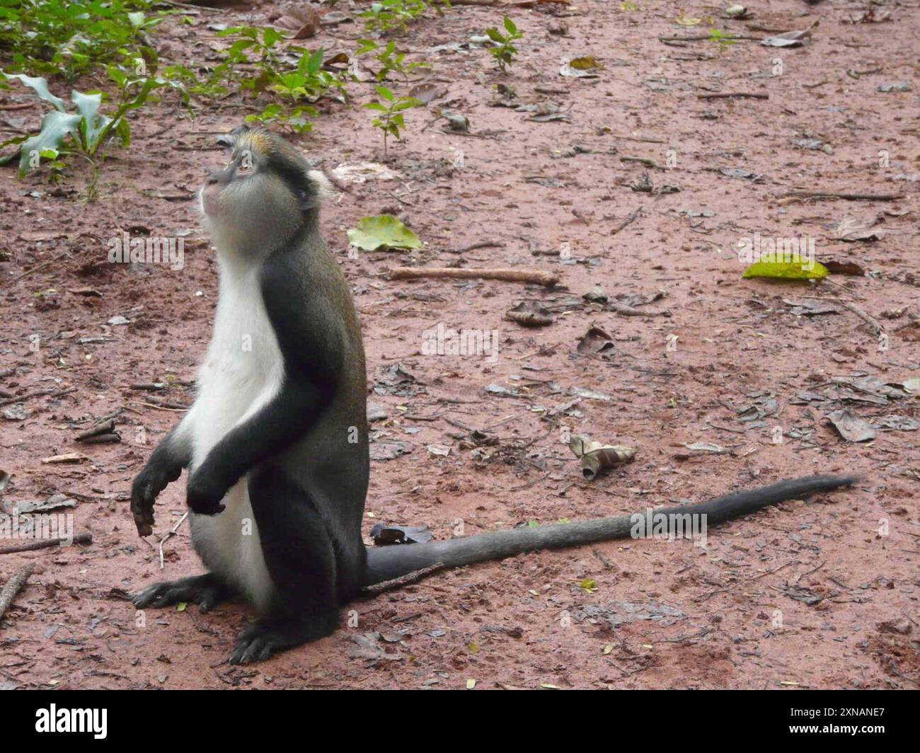 Cercopithecus Lowe Ii Cercopithecus lowei hi-res stock photography and images - Alamy