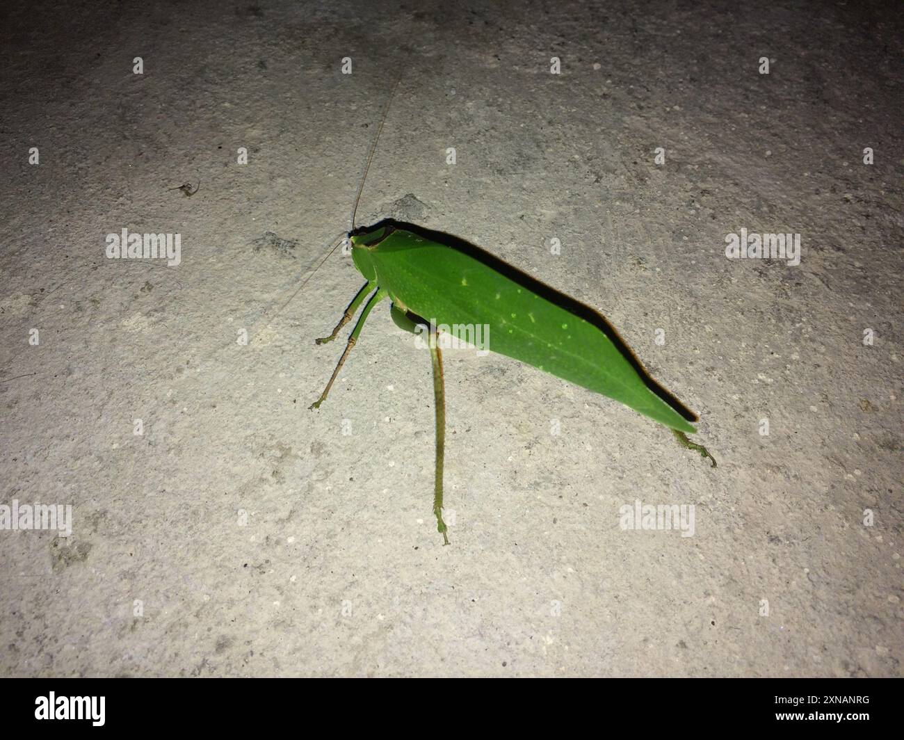 Neotropical Giant Katydids (Stilpnochlora) Insecta Stock Photo - Alamy
