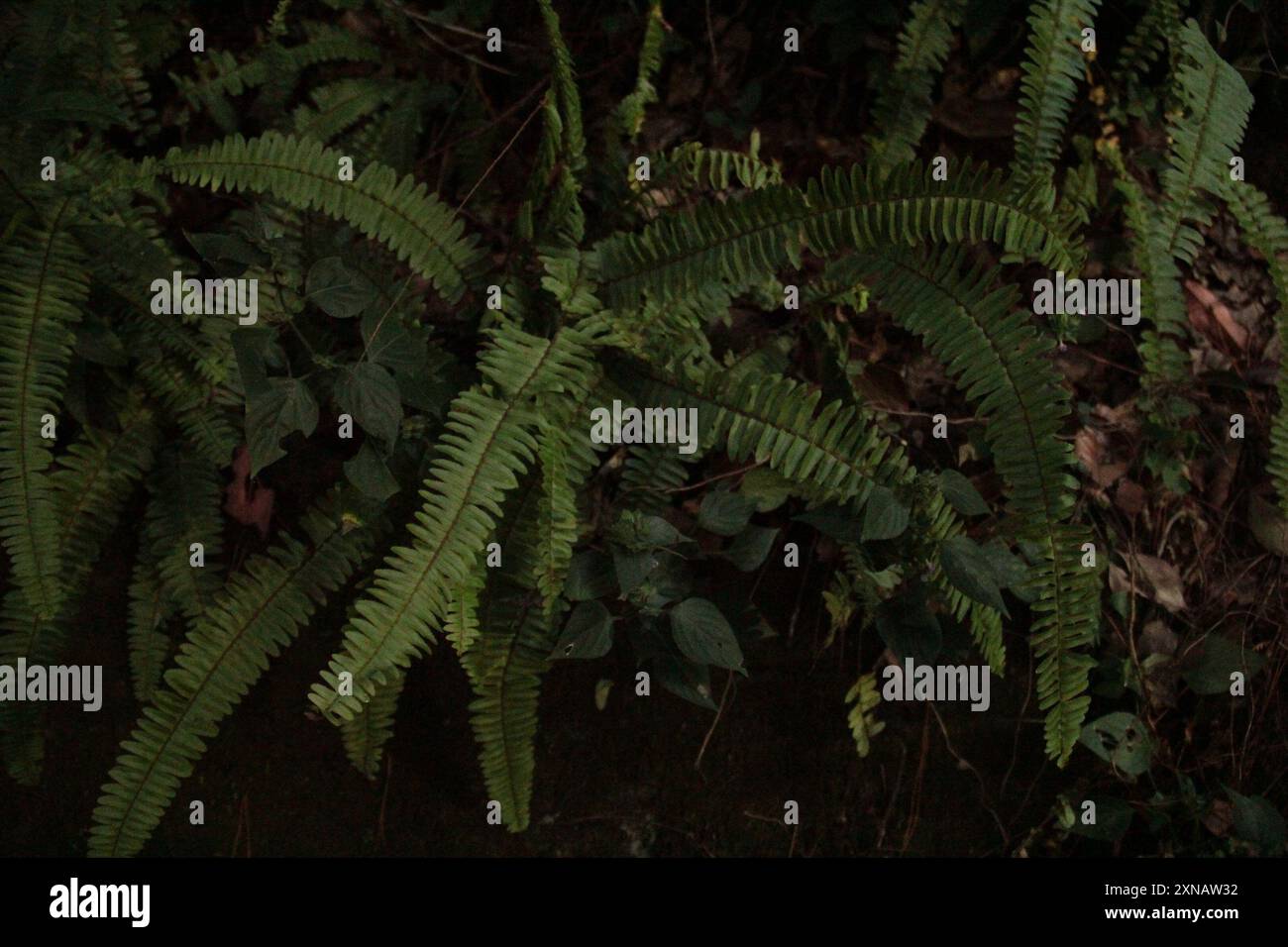 Fishbone Fern (Nephrolepis cordifolia) Plantae Stock Photo - Alamy