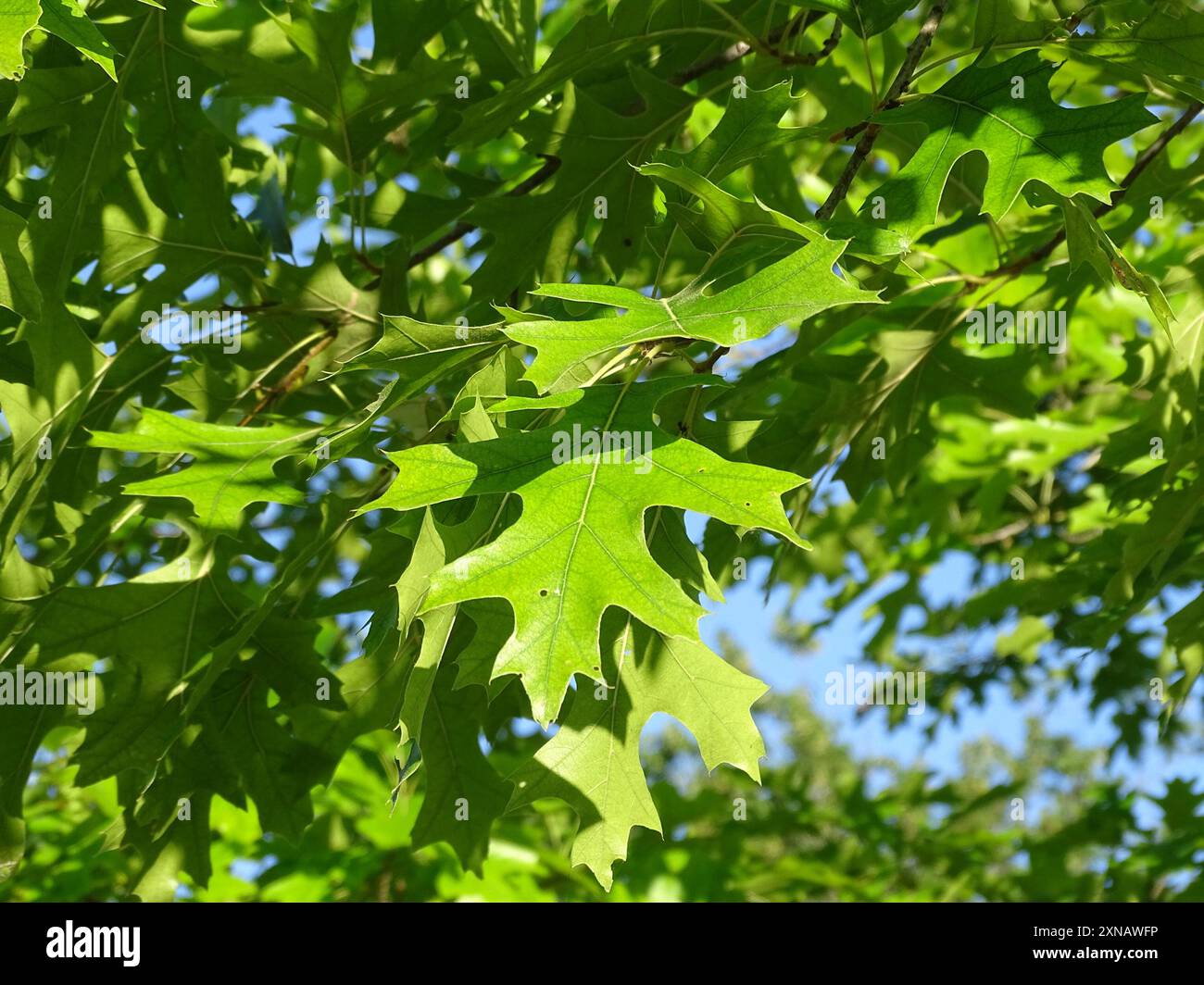 northern pin oak (Quercus ellipsoidalis) Plantae Stock Photo - Alamy