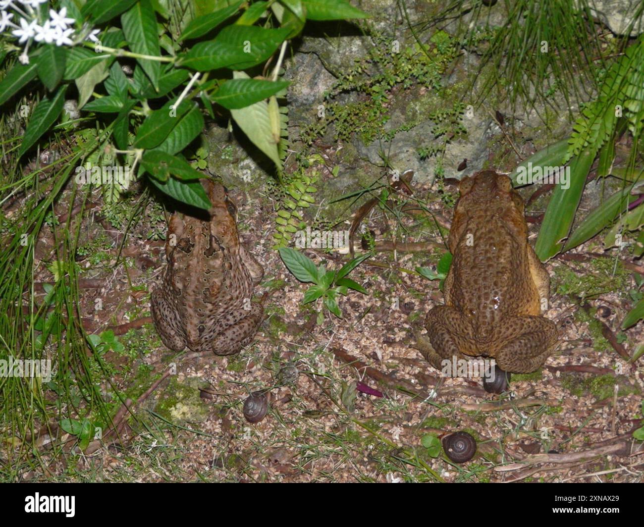 Cane Toad (Rhinella marina) Amphibia Stock Photo - Alamy