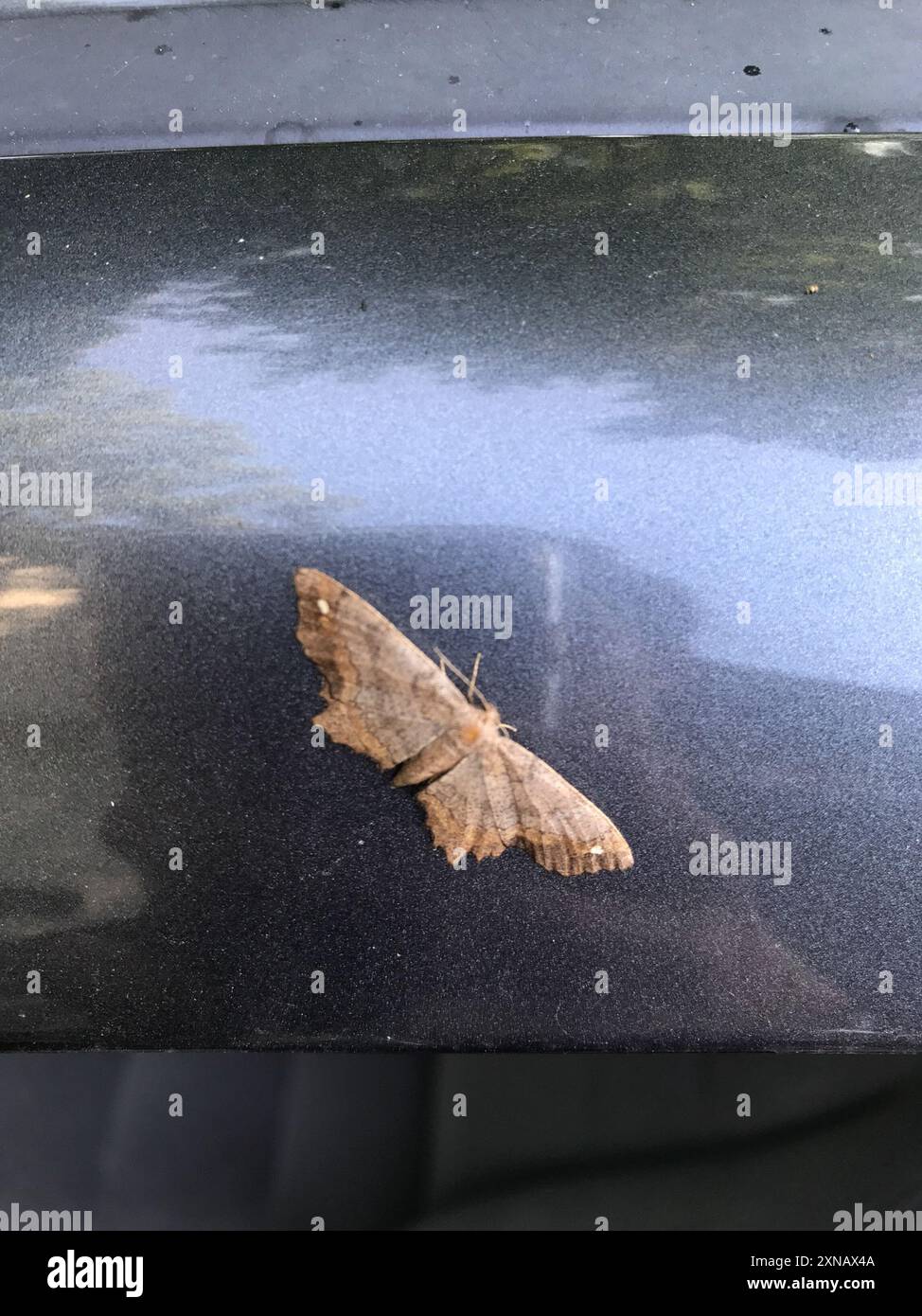 Flying Geometer Moth Geometer Moths (Geometridae) Insecta Stock Photo - Alamy