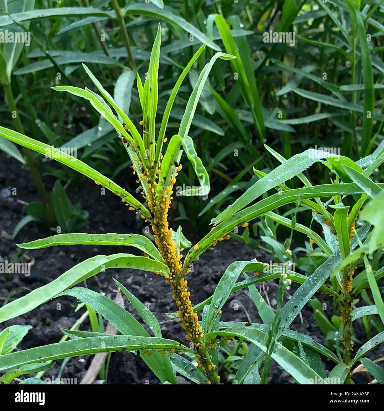 Oleander Insect Oleander Aphid (Aphis nerii) Insecta Stock Photo - Alamy