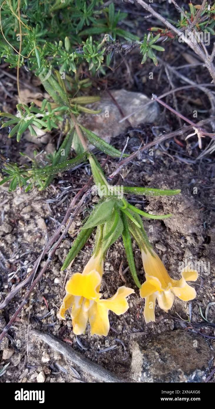 southern bush monkeyflower (Diplacus longiflorus) Plantae Stock Photo ...