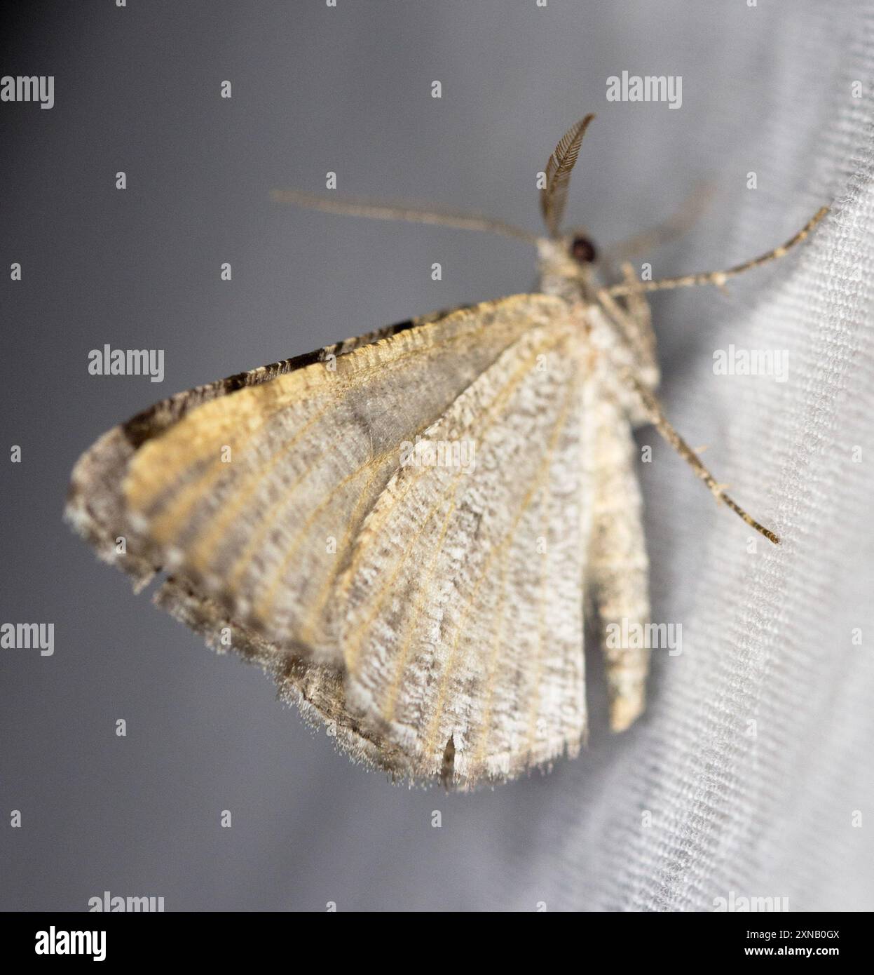 Geometer Insect Geometer Moths (Geometridae) Insecta Stock Photo - Alamy