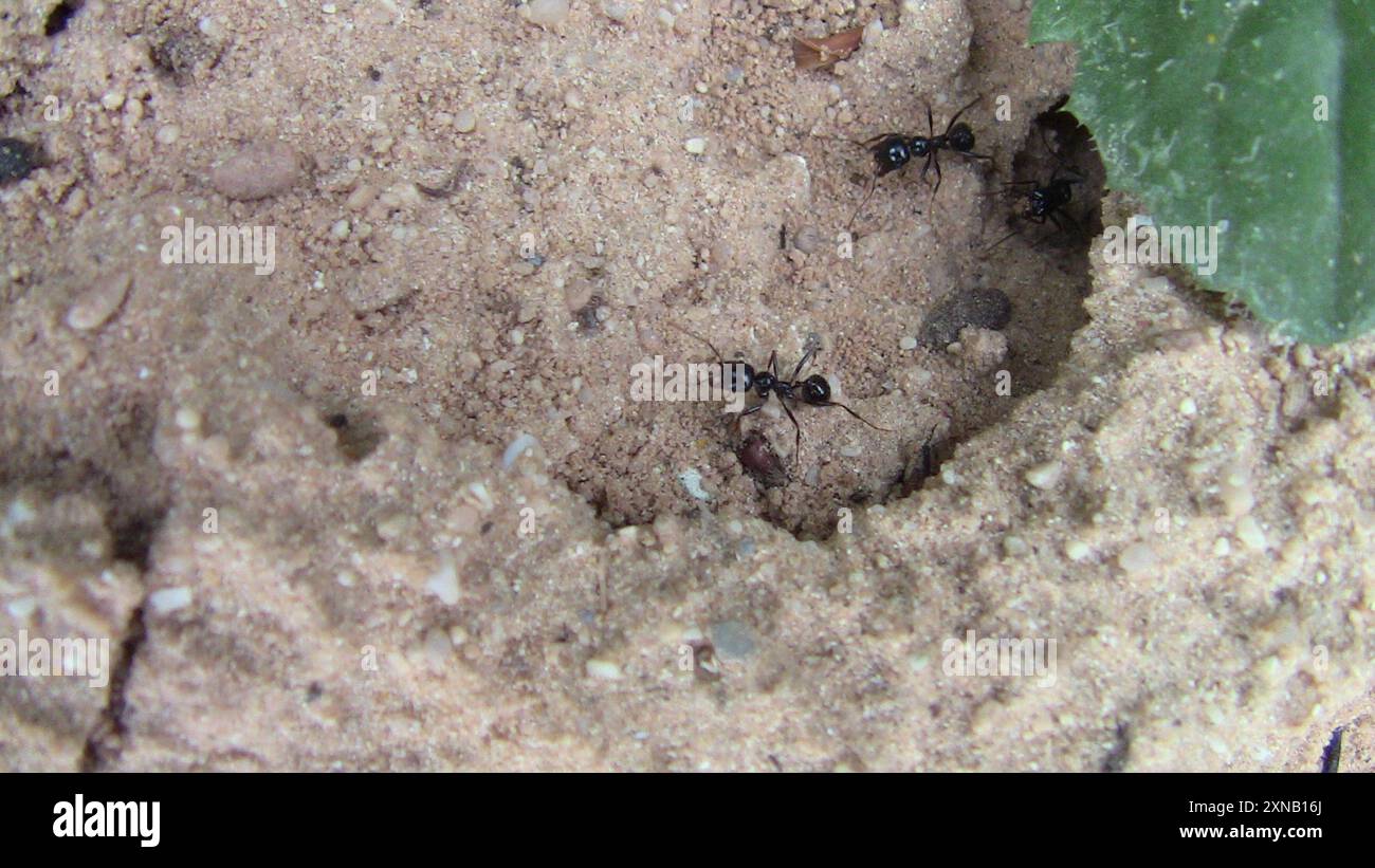 Miaster Insect Messor Harvester Ants (Messor) Insecta Stock Photo - Alamy