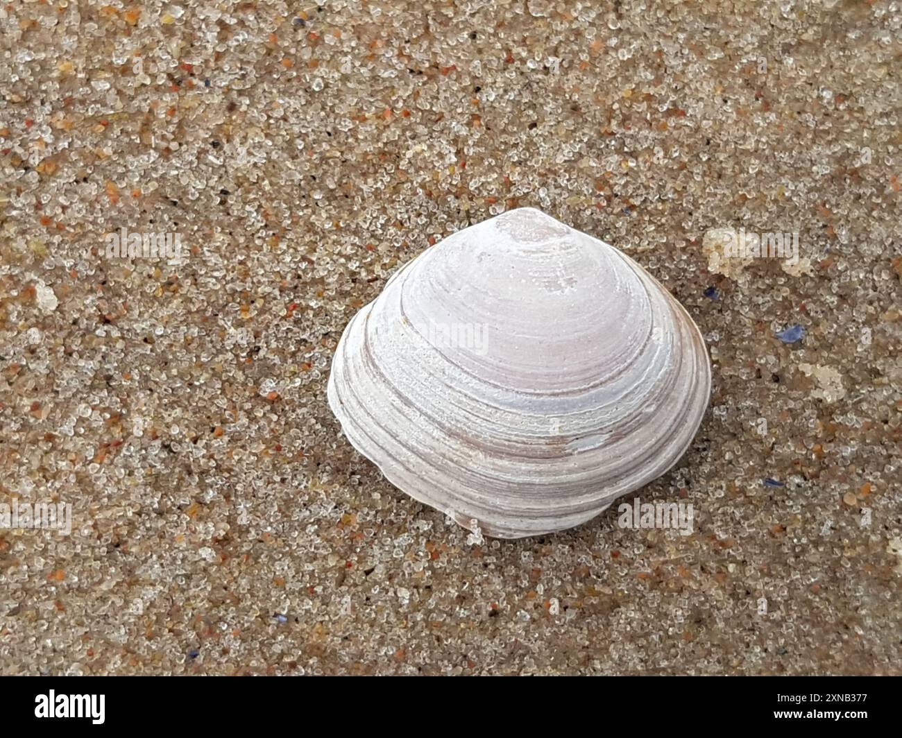 Macoma balthica hi-res stock photography and images - Alamy