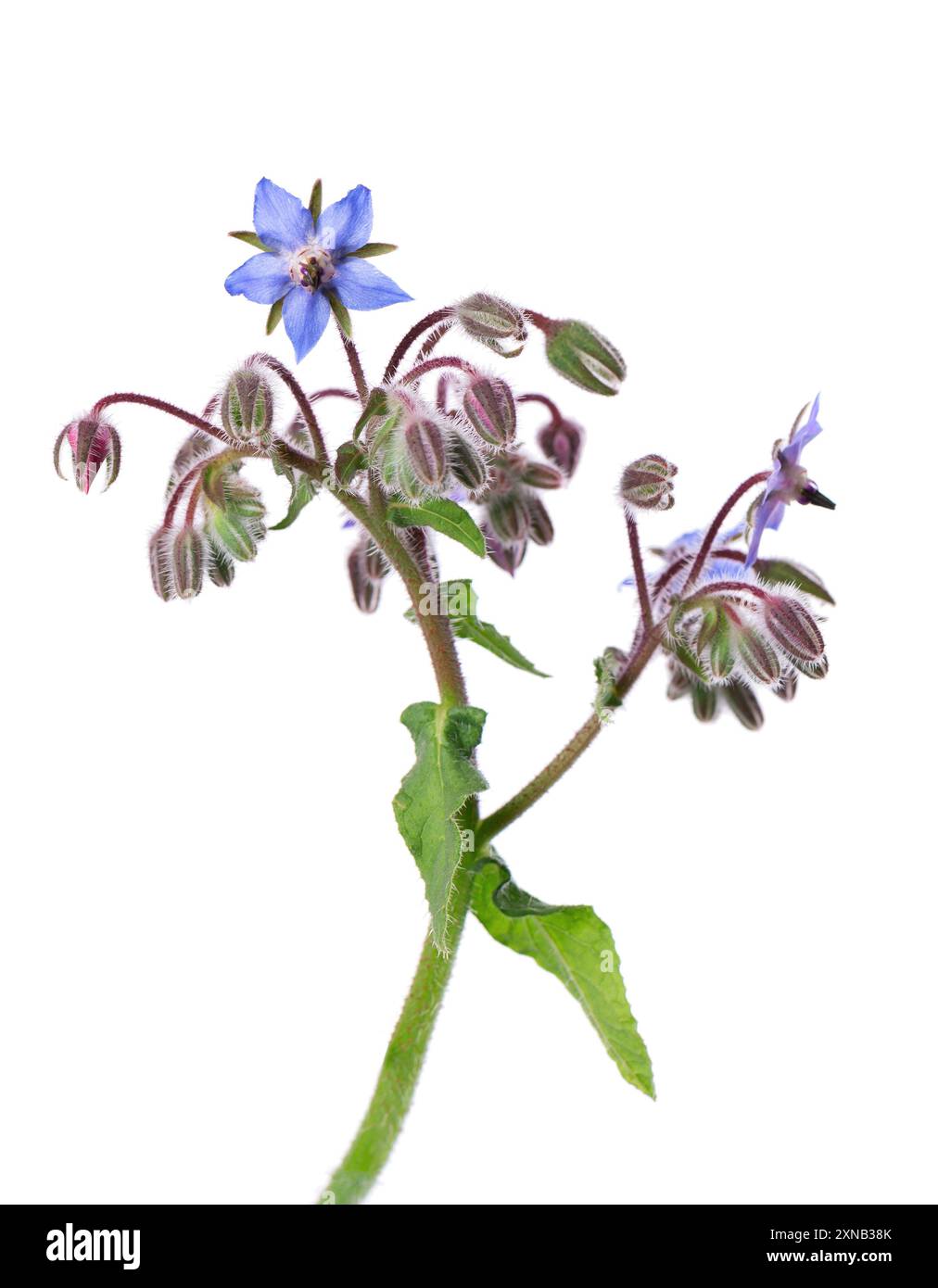 Borage flowers isolated on white background. Borago officinalis bush ...