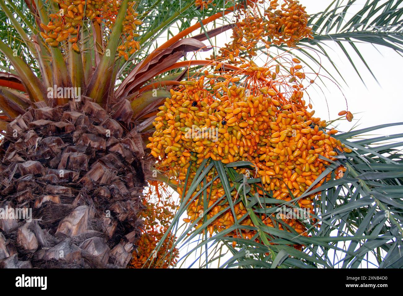 Palm, butia capitata, and its fruit Stock Photo