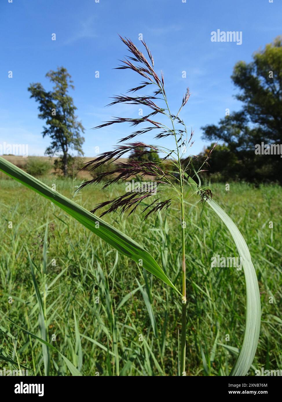 European reed (Phragmites australis australis) Plantae Stock Photo - Alamy