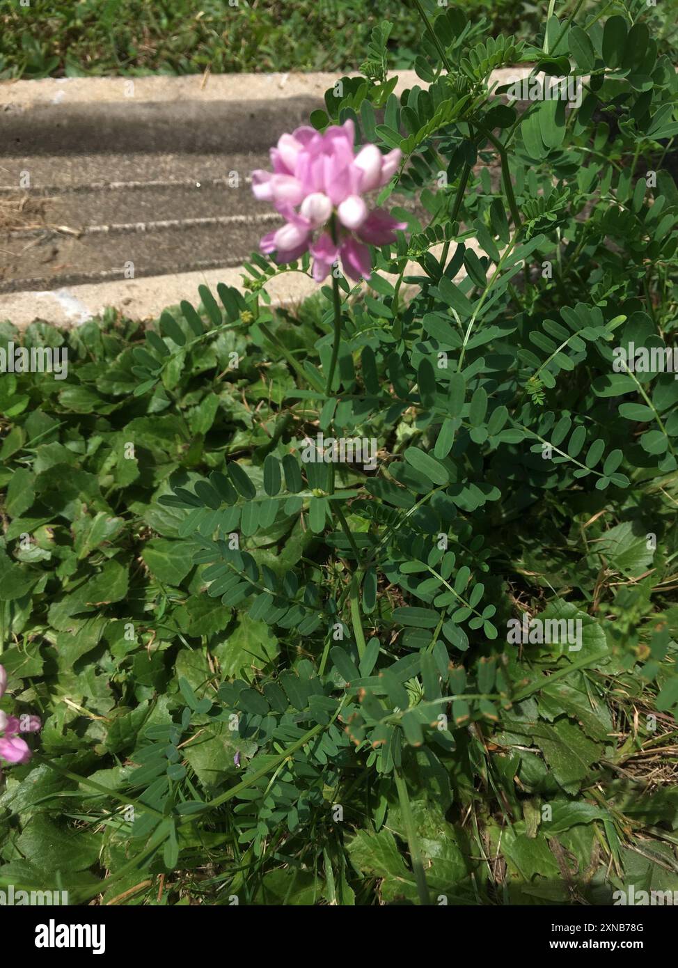 purple crownvetch (Securigera varia) Plantae Stock Photo - Alamy