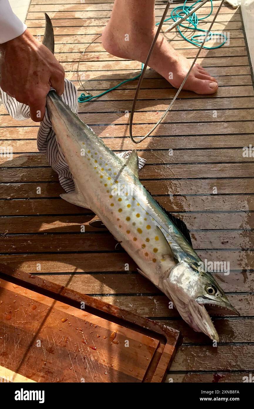 Sierra Mackerel sierra) Actinopterygii Stock Photo Alamy