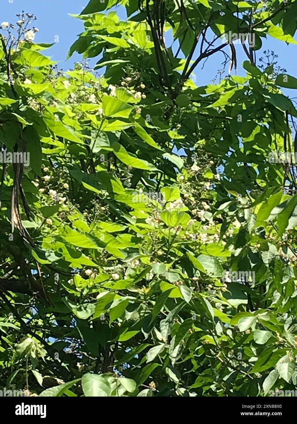 Catalpas (Catalpa) Plantae Stock Photo - Alamy
