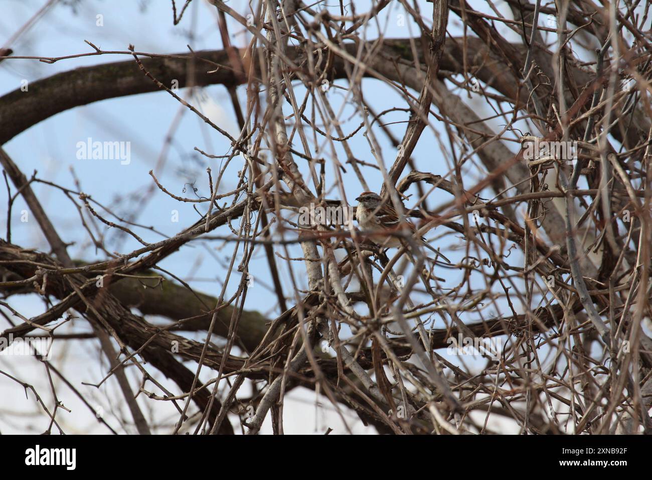 American Tree Sparrow (Spizelloides arborea) Aves Stock Photo - Alamy