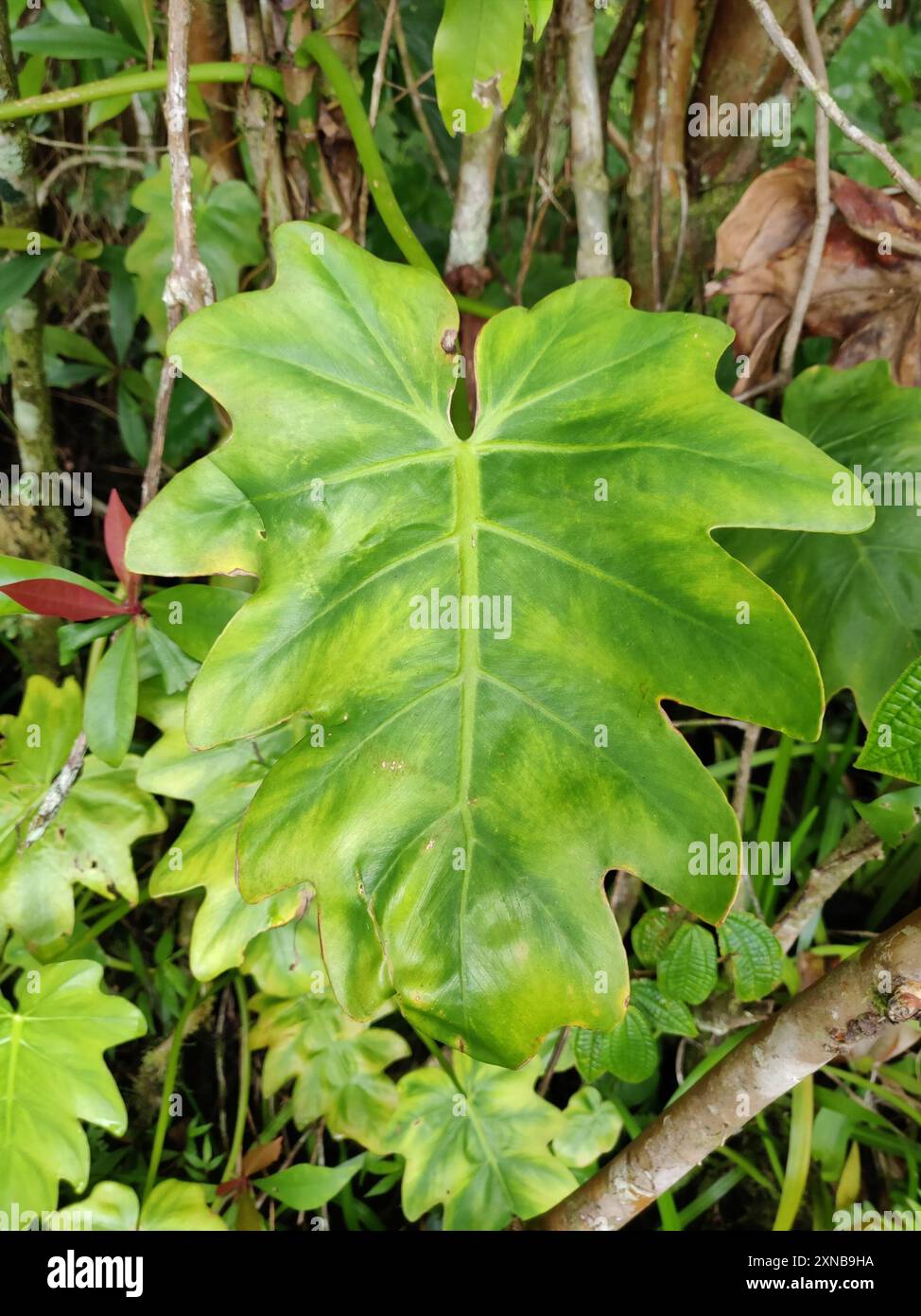 philodendron florida beauty magic mask Philodendron Florida Beauty main image 0
