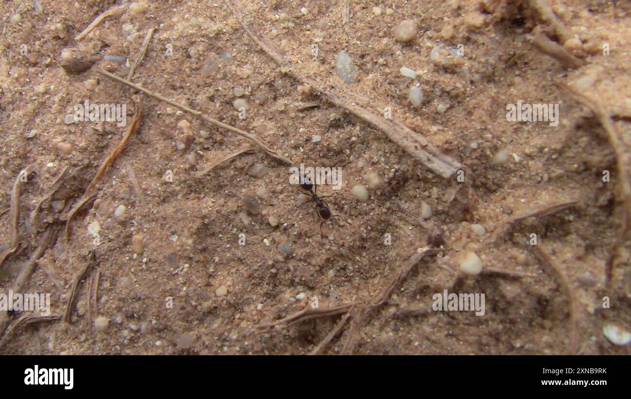 Timide Insect Timid ants hi-res stock photography and images - Alamy