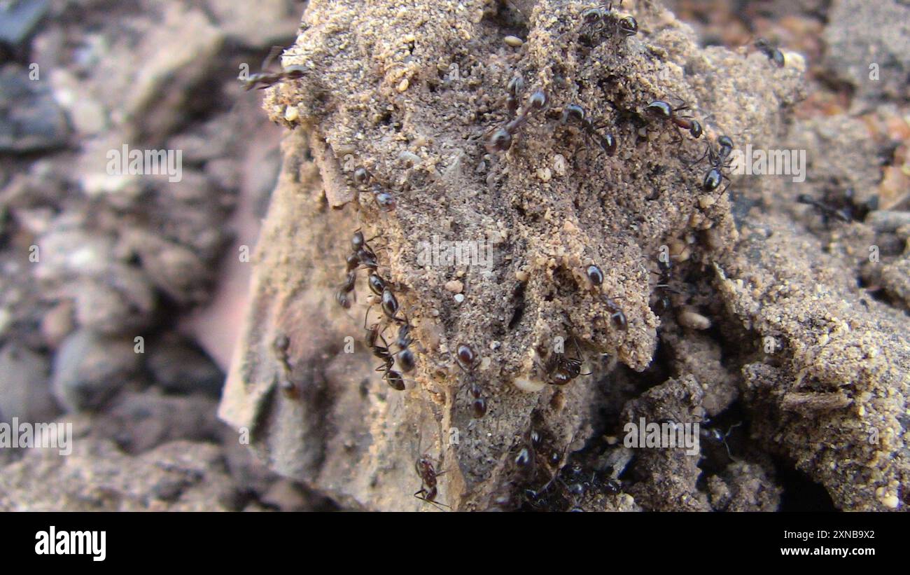 Timide Insect Timid ants hi-res stock photography and images - Alamy