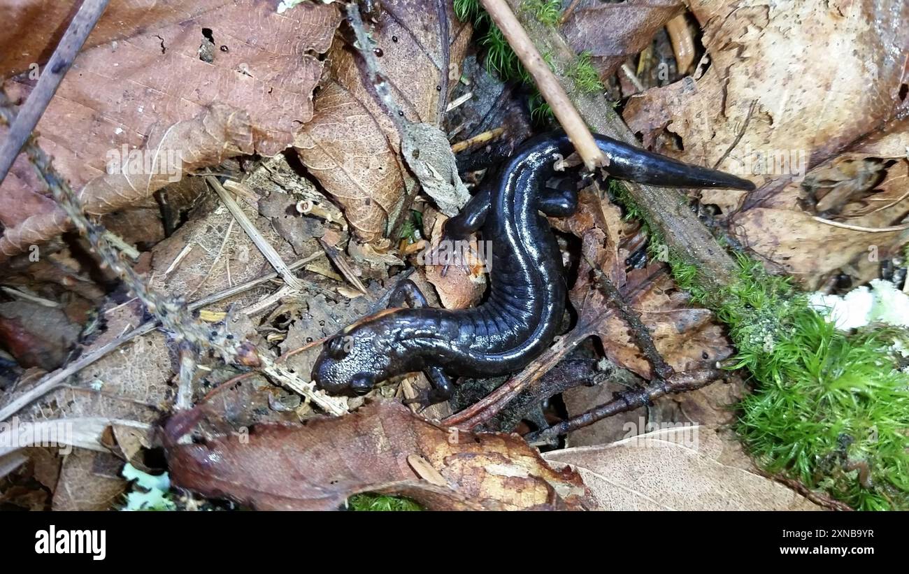 Imitator Salamander (Desmognathus imitator) Amphibia Stock Photo Alamy