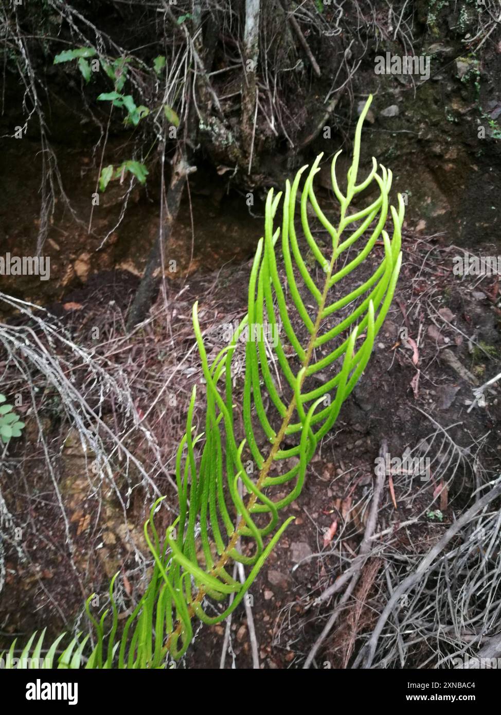 Cape Hard Fern (Blechnum capense) Plantae Stock Photo - Alamy