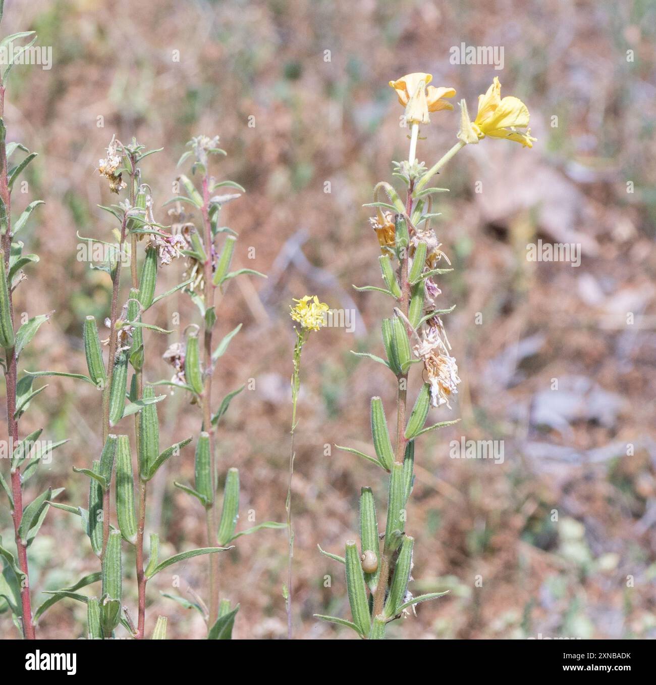 tall evening primrose (Oenothera elata) Plantae Stock Photo - Alamy