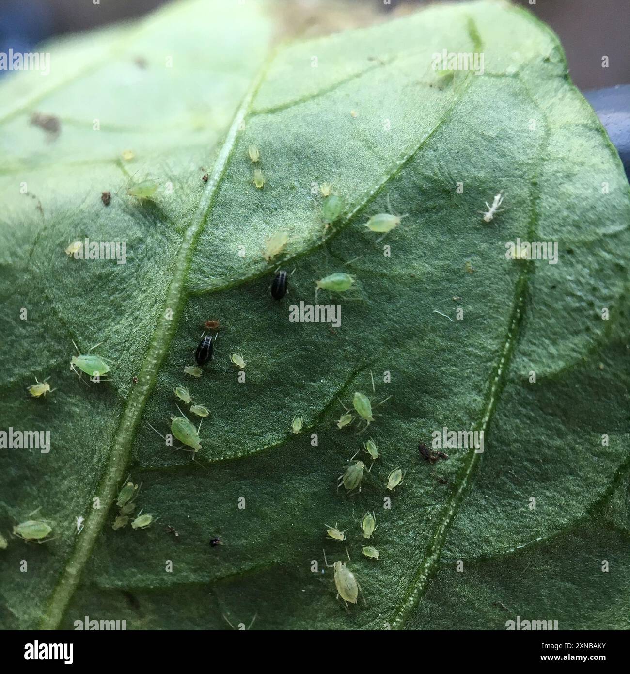 Myzus persicae aphid hi-res stock photography and images - Alamy
