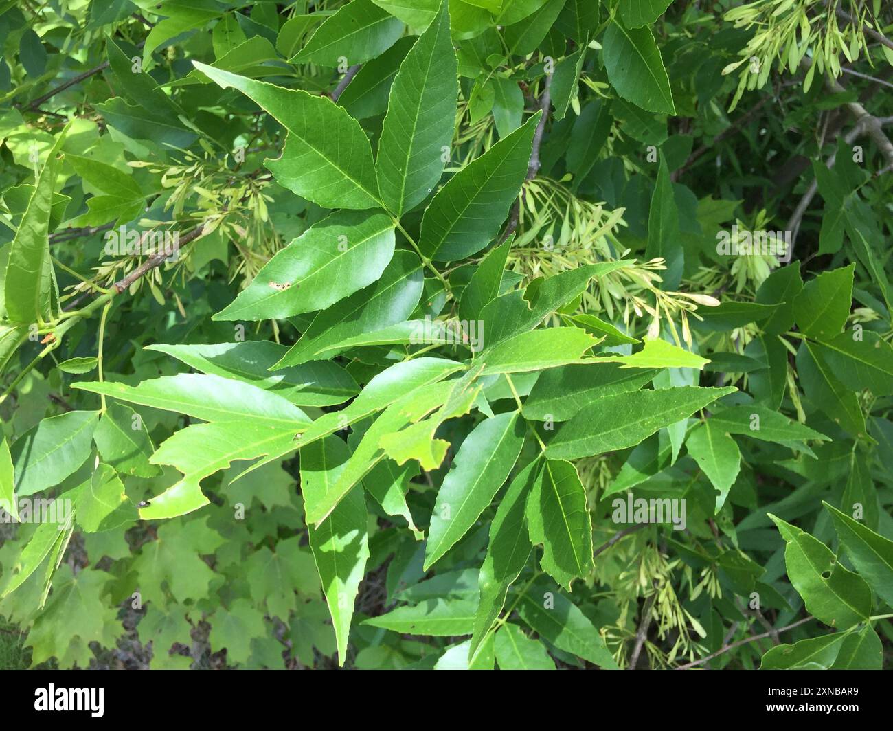 green ash (Fraxinus pennsylvanica) Plantae Stock Photo - Alamy