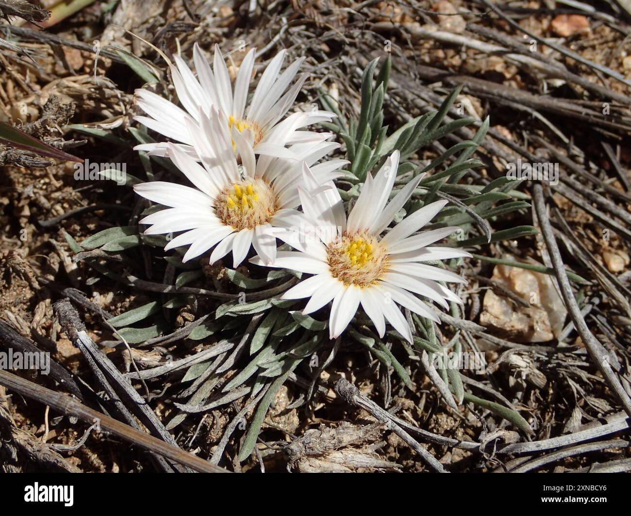 grounddaisies (Townsendia) Plantae Stock Photo - Alamy