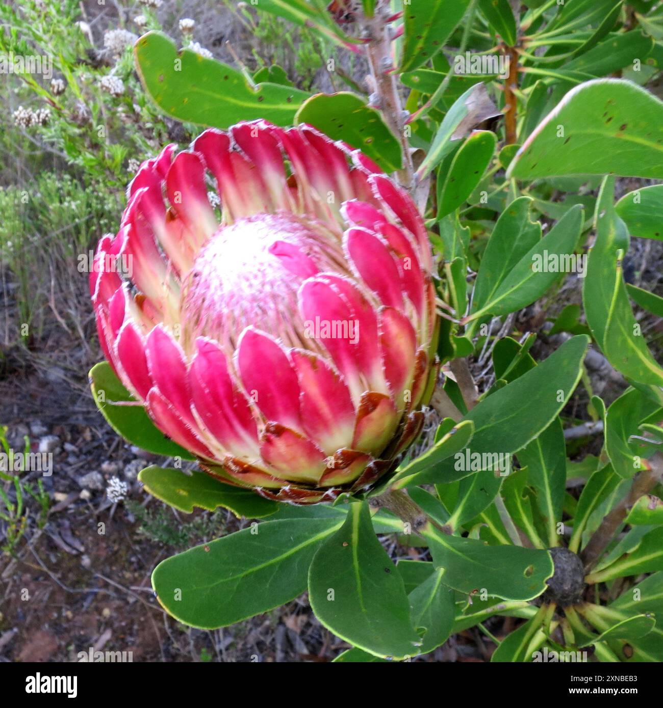 Limestone Sugarbush (Protea obtusifolia) Plantae Stock Photo - Alamy