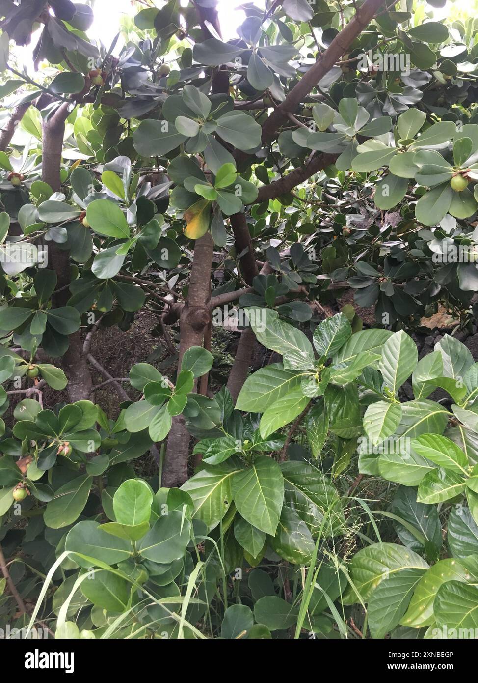 autograph tree (Clusia rosea) Plantae Stock Photo - Alamy