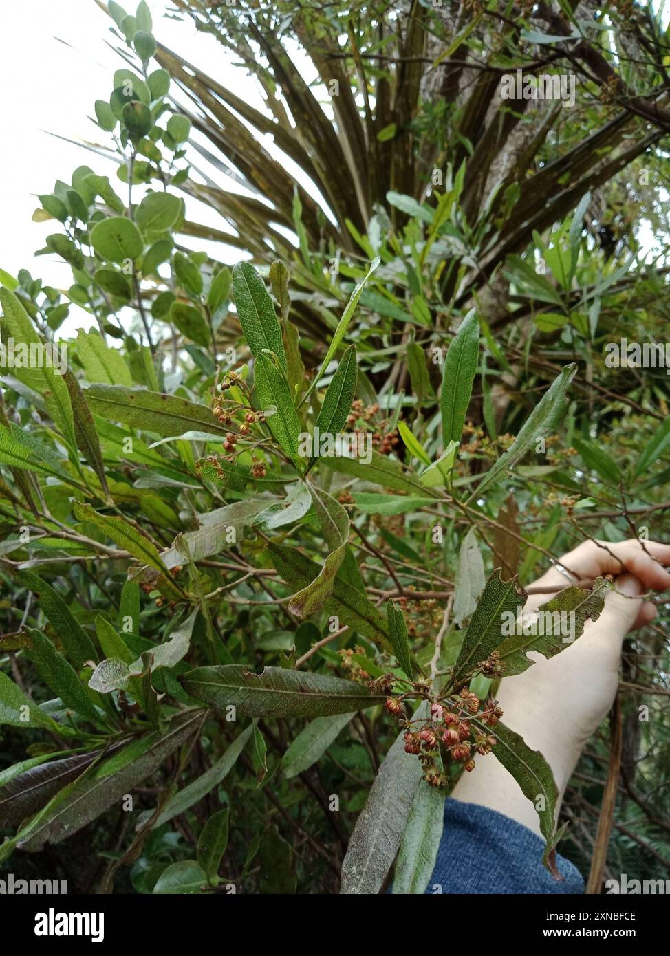 Akeake (Dodonaea viscosa) Plantae Stock Photo - Alamy