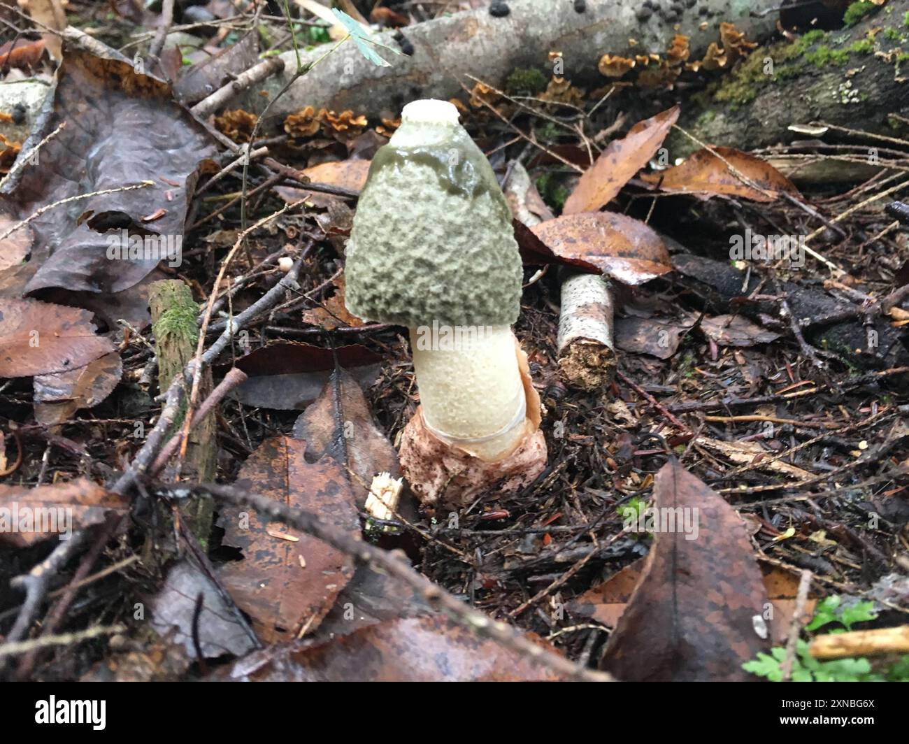 Ravenel s Stinkhorn Phallus Ravenelii Fungi Stock Photo Alamy ravenel-s-stinkhorn-phallus-ravenelii-fungi-stock-photo-alamy