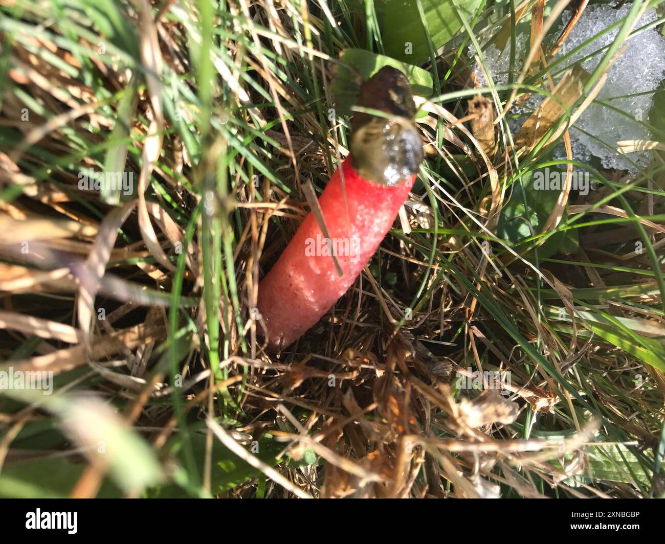 devil's dipstick (Mutinus elegans) Fungi Stock Photo - Alamy