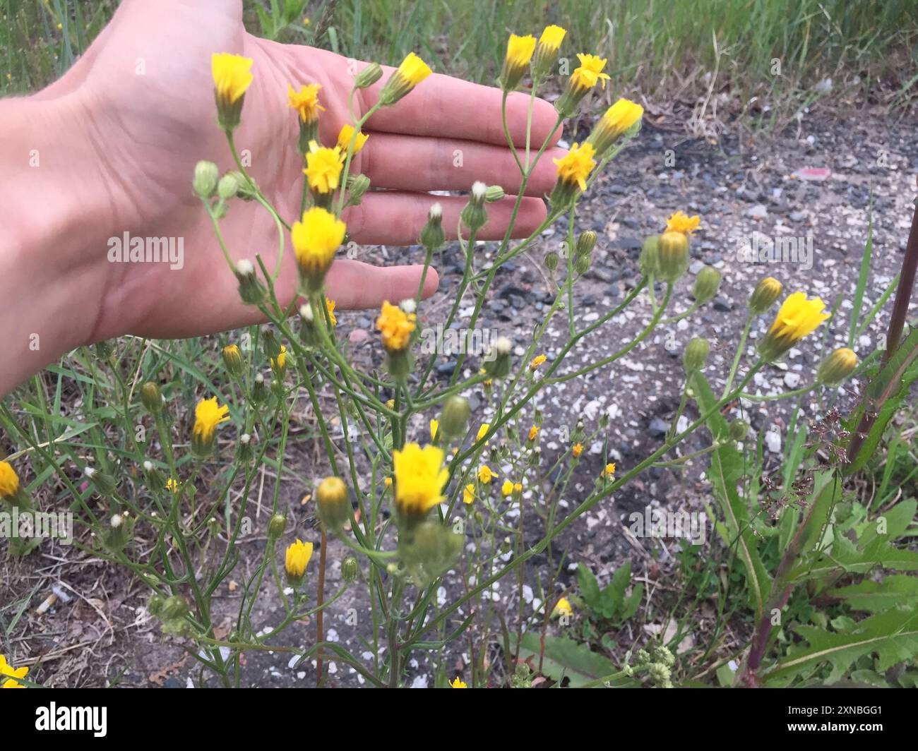dandelions, hawksbeards, and rattlesnake roots (Crepidinae) Plantae ...
