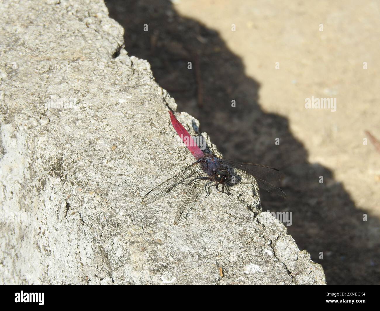 Crimson-tailed Marsh Hawk (Orthetrum pruinosum) Insecta Stock Photo