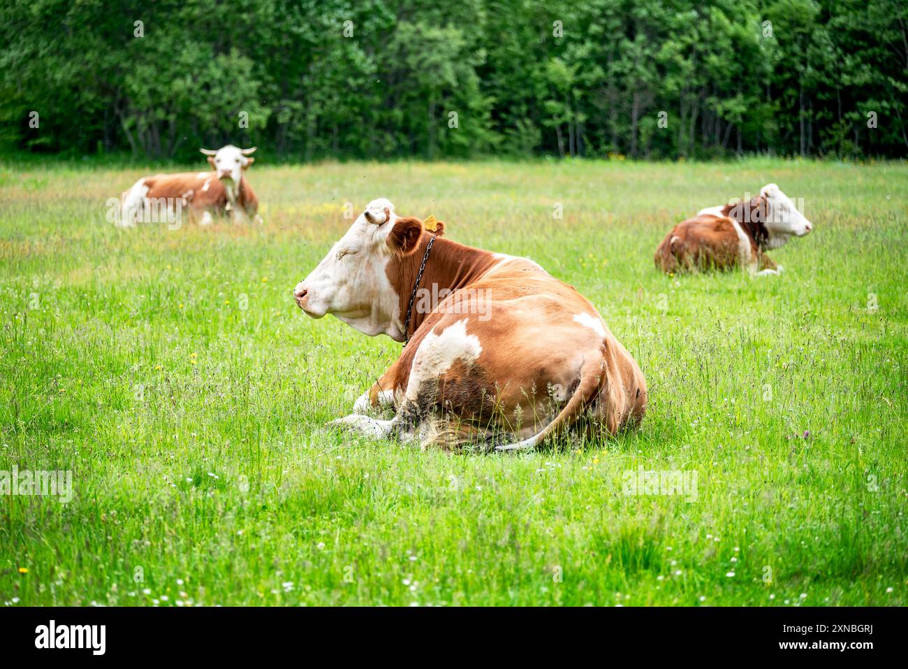Three beautiful Simmental cows resting in the field Stock Photo