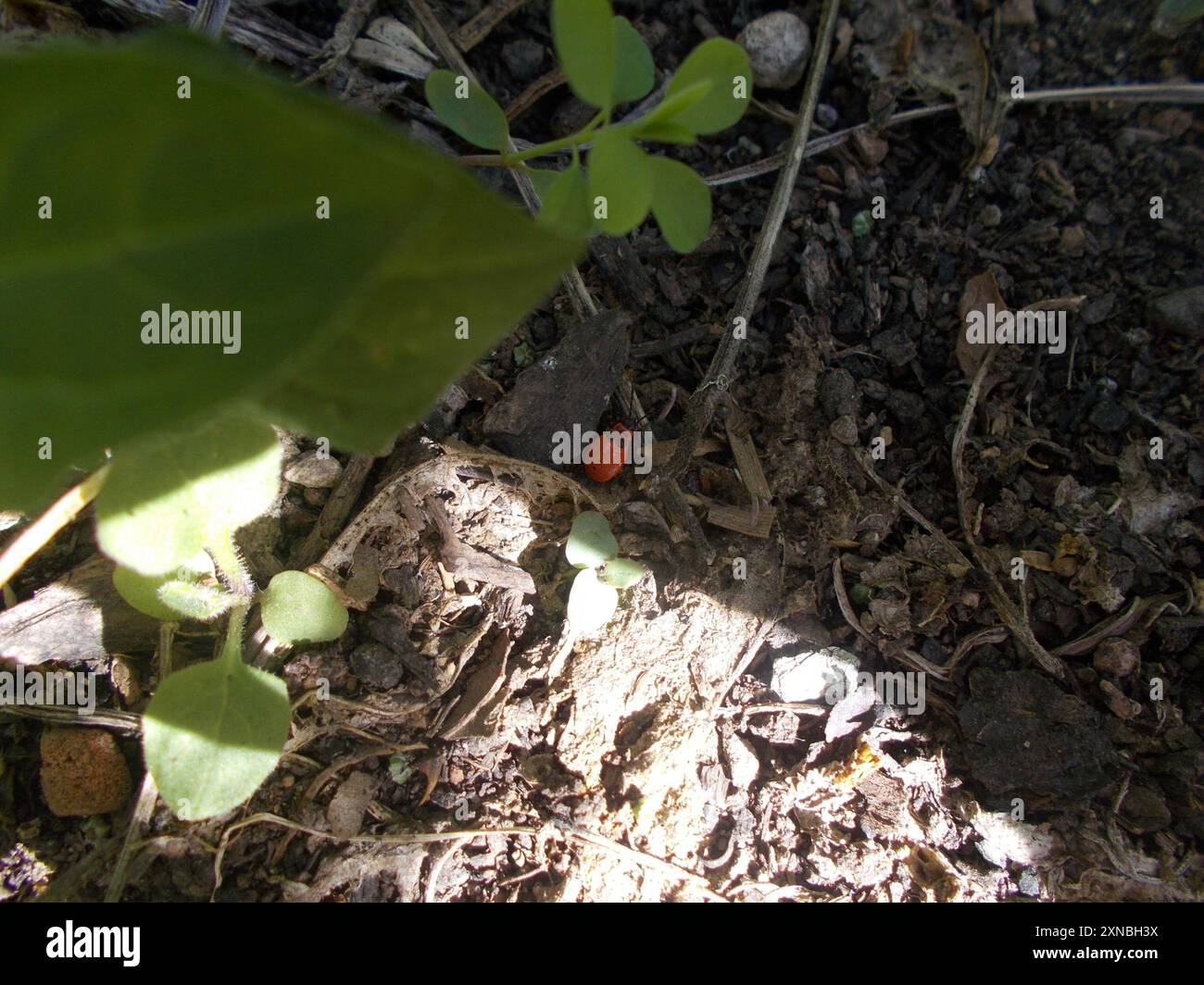 European Firebug (Pyrrhocoris apterus) Insecta Stock Photo - Alamy