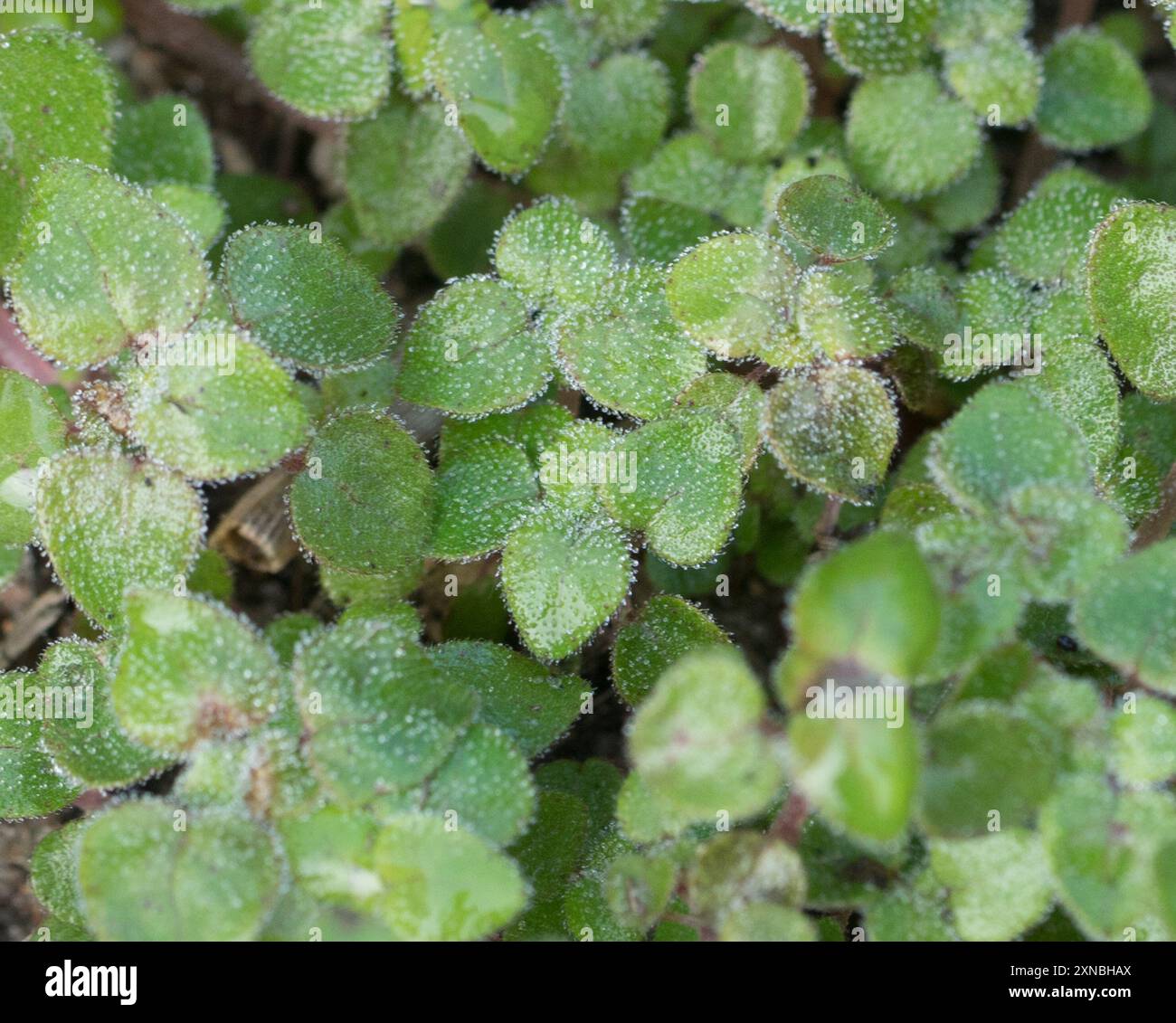 dicots (Magnoliopsida) Plantae Stock Photo - Alamy
