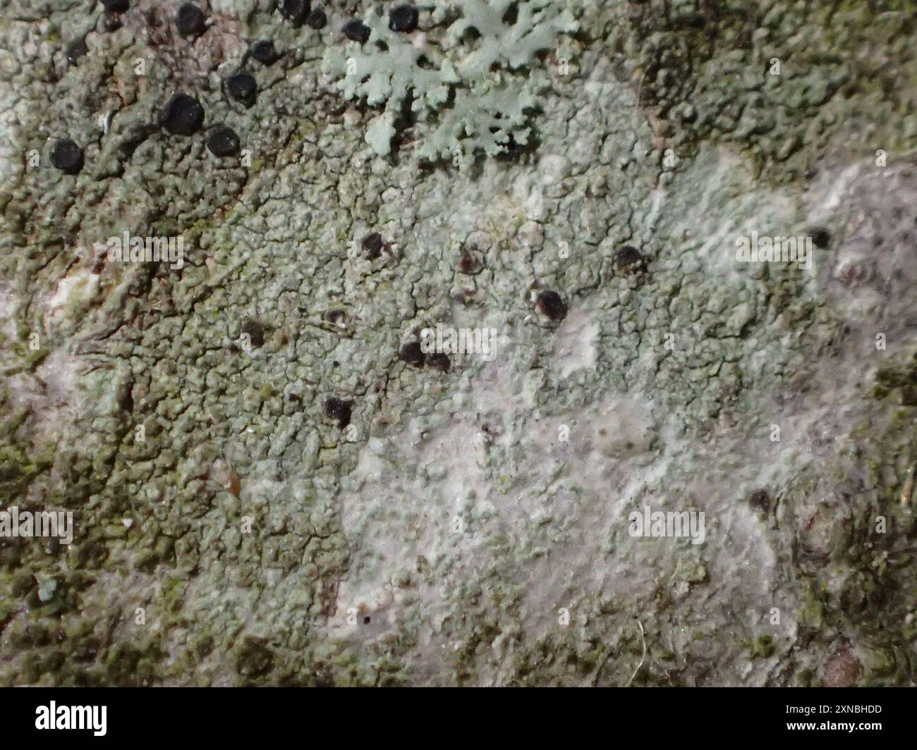 common lichens (Lecanoromycetes) Fungi Stock Photo Alamy