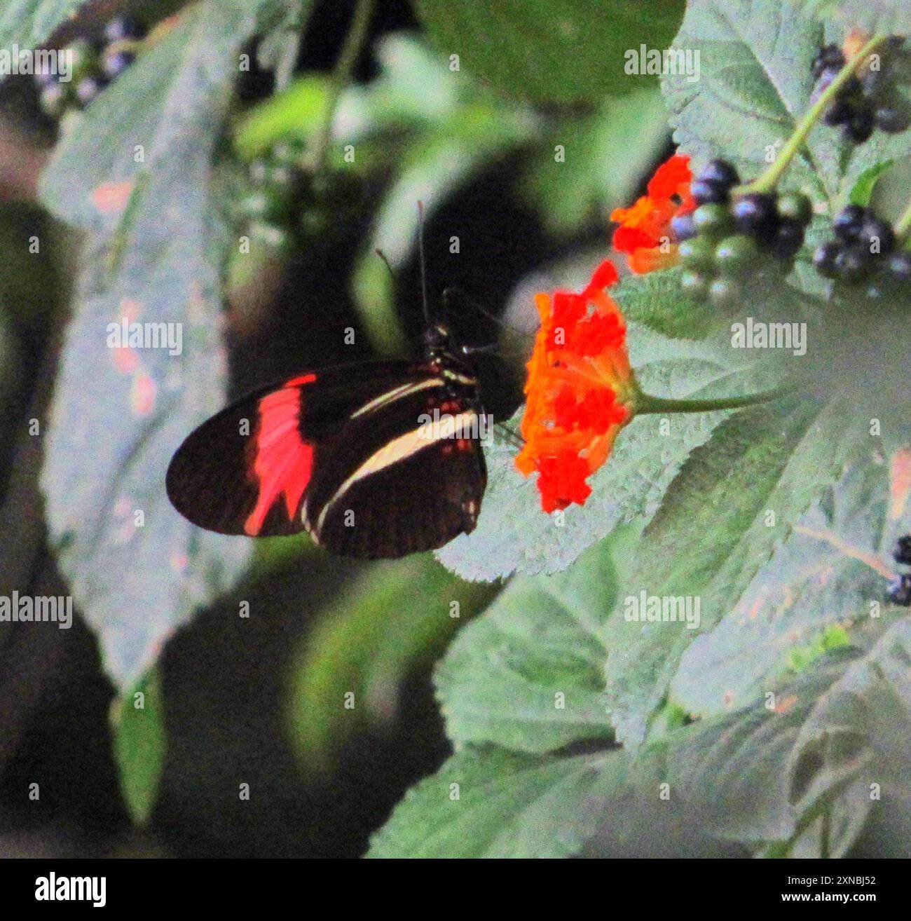 Red Postman (Heliconius erato) Insecta Stock Photo - Alamy