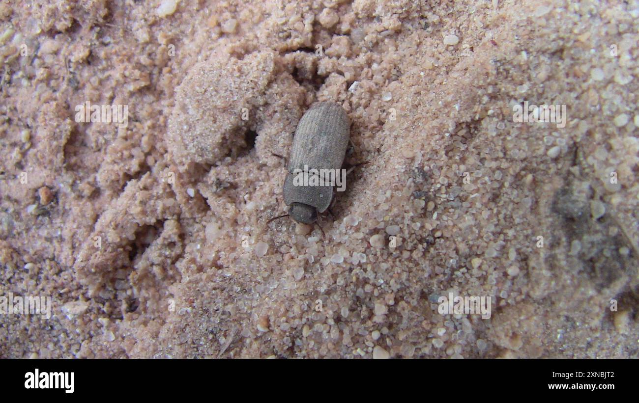 Dusty Insect Gonocephalum hi-res stock photography and images - Alamy