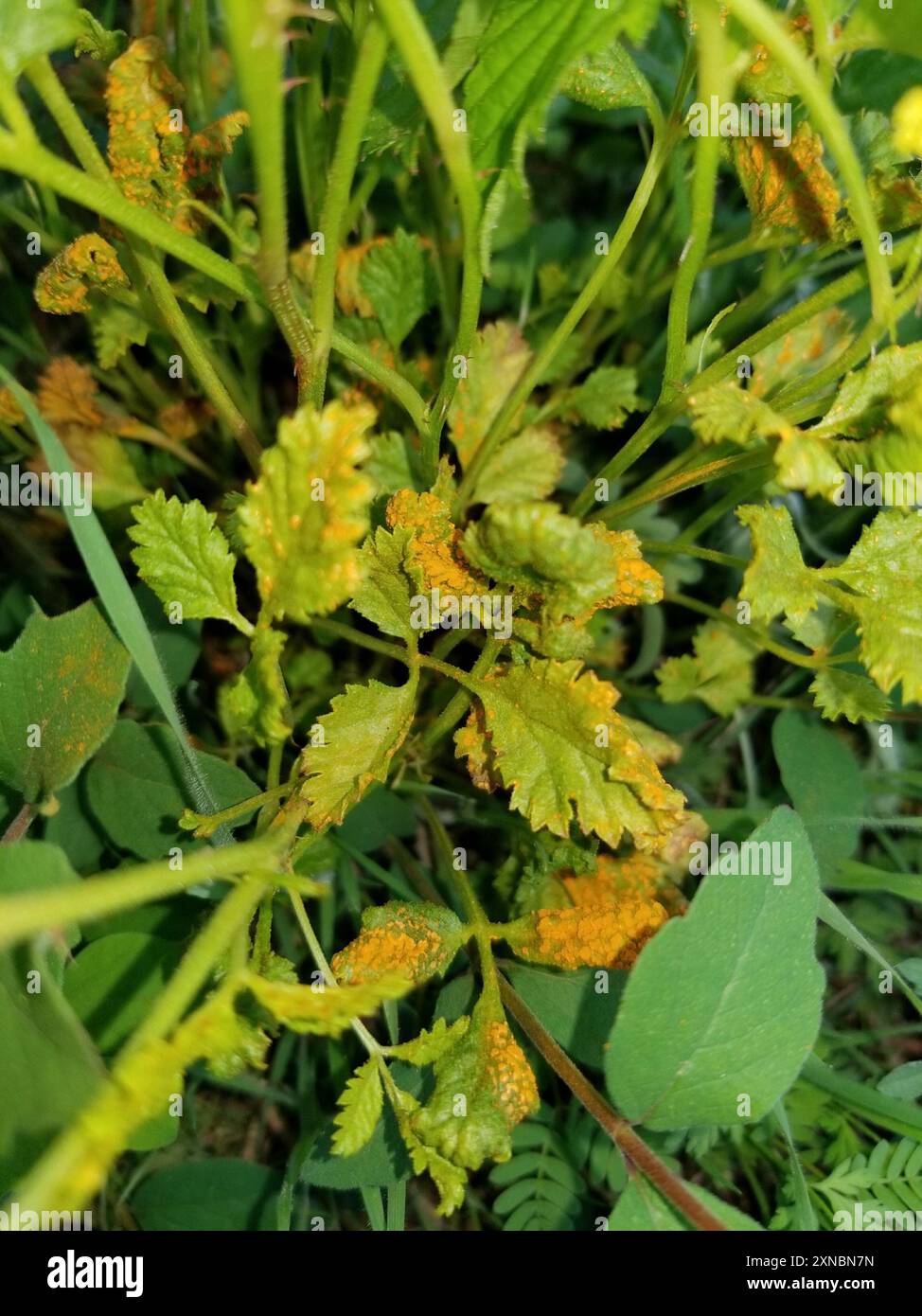 rust fungi (Pucciniales) Fungi Stock Photo - Alamy