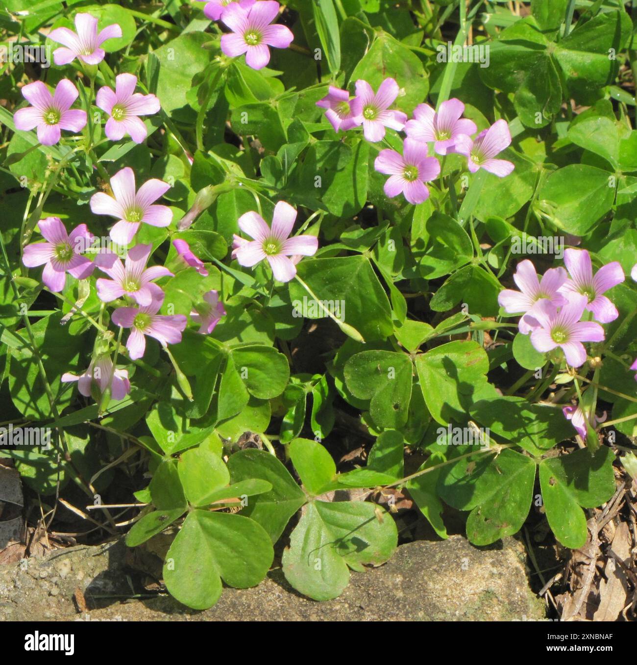 palmate-leaved Oxalis (Oxalis) Plantae Stock Photo - Alamy